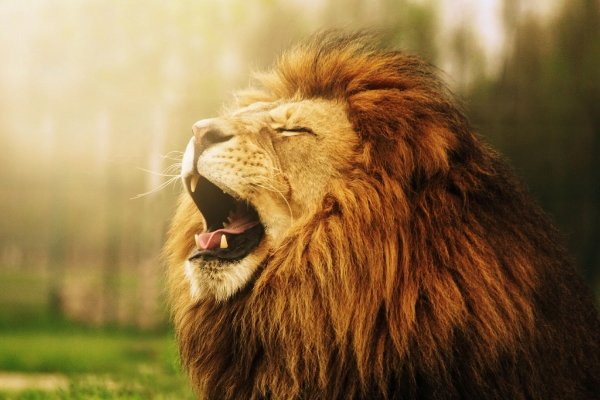 image for The Kingdom